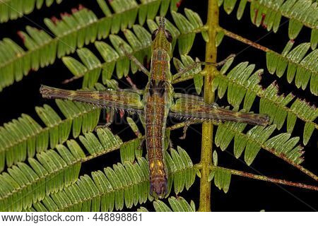 Monkey Grasshopper Nymph Of The Family Eumastacidae
