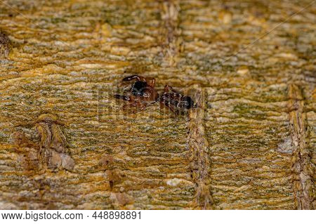 Small Jumping Spider Of The Subfamily Salticinae