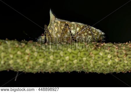 Adult Stink Bug Of The Species Sibaria Armata