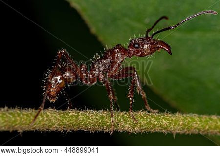 Adult Female Ectatommine Ant Of The Genus Ectatomma