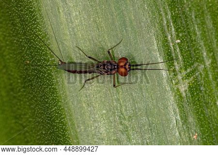 Adult Male Prong-gilled Mayfly Of The Family Leptophlebiidae