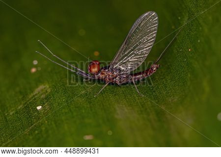 Adult Male Prong-gilled Mayfly Of The Family Leptophlebiidae