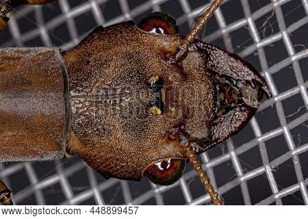 Adult Female Dobsonfly Insect Of The Genus Corydalus