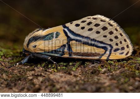 Adult Hieroglyphic Moth Of The Species Diphthera Festiva