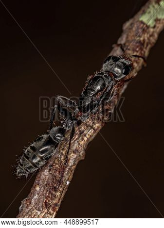 Adult Twig Queen Ant Of The Genus Pseudomyrmex