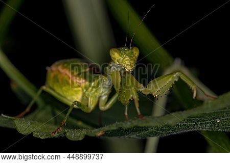 Adult Female Acanthopid Mantis Of The Genus Metaphotina