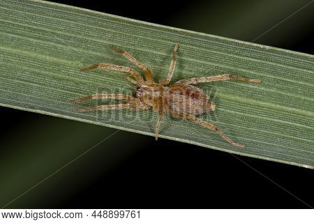 Small Ghost Spider Of The Family Anyphaenidae