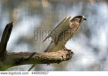 The Australian Nankeen Kestrel Is A Raptor As It Catches Its Prey While Flying