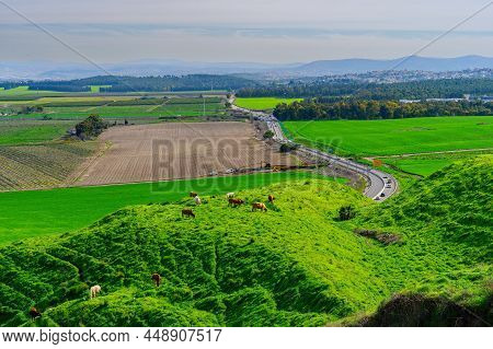 View Of Cows, And The Landscape Of Jezreel Valley Countryside, Viewed From Megiddo, Northern Israel
