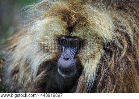 Close Up Portrait Of Endemic Gelada Baboons, Also Called Bleeding-heart Monkey, Living In The Ethiop