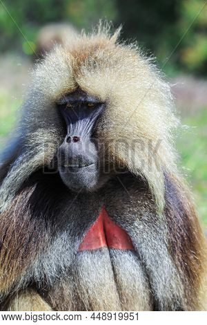 Close Up Portrait Of Endemic Gelada Baboons, Also Called Bleeding-heart Monkey, Living In The Ethiop
