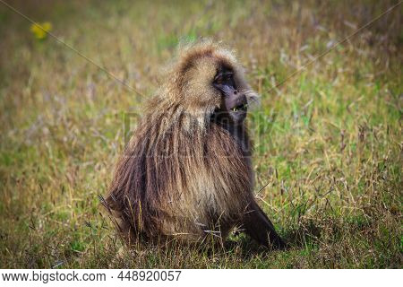 Close Up Portrait Of Endemic Gelada Baboons, Also Called Bleeding-heart Monkey, Living In The Ethiop