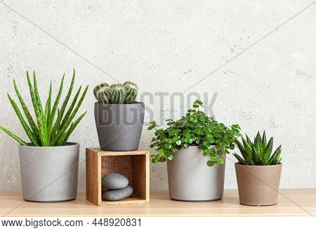 green houseplants cactus succulent aloe vera, gasteria duval, pilea depressa, parodia warasii