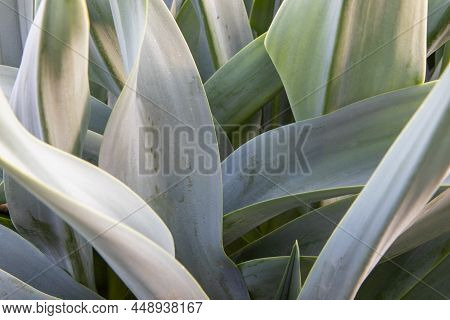 Ginger Leaves Daun Kencur In Close Up Photos, Look Fresh And Green As Your Background