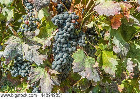 Close Up Of Berries And Leaves Of Grape-vine. Single Bunch Of Ripe Red Wine Grapes Hanging On A Vine