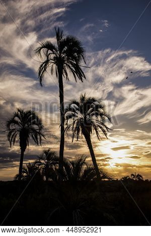 Three Palms Trees Black Figure With Colorful Sunset Sky At The Background In El Palmar National Park