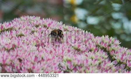 Bumblebee Sits On An Autumn Garden Inflorescence Of White-pink Color And Collects Pollen And Nectar 