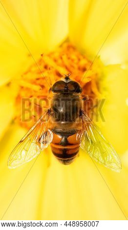 Hoverfly Syrphidae On A Yellow Flower. Selective Focus, Macro.