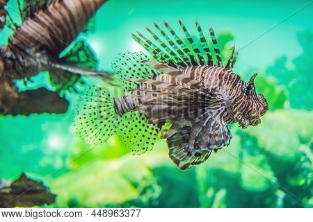 Aquarium Colourfull Fishes In Dark Deep Blue Water