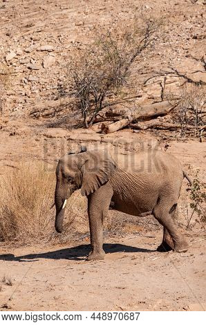 Closeup Of An African Desert Elephant - Loxodonta Africana- Wandering In The Desert In North Western