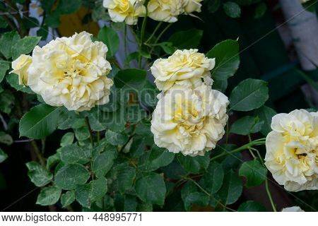 Yellow Rose Bush In The Garden