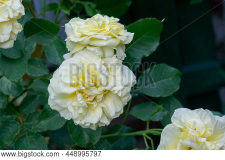 Yellow Rose Bush In The Garden