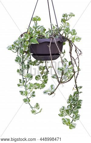 Peperomia Scandens Variegate Or Cupid Peperomia Hanging In Brown Plastic Pot Isolated On White Backg