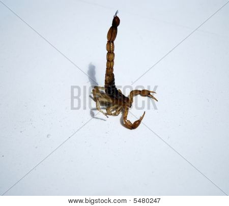 Skorpion