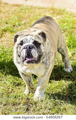 English Bulldog