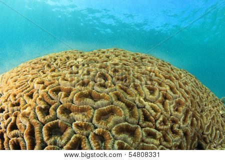 Coral spawning underwater
