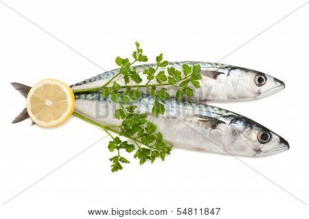 Mackerels