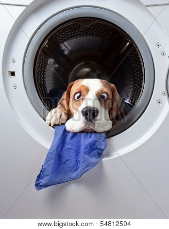Dog After Washing