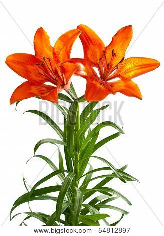 Lilium Martagon