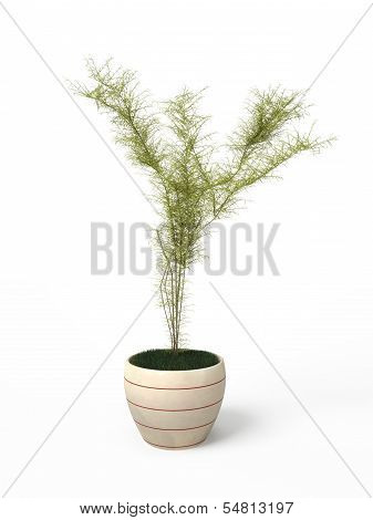 House plant Isolated over white