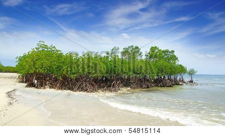 Mangrove tree.  Siquijor island, Philippines