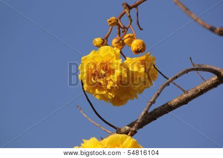 Flower Cochlospermum Regium