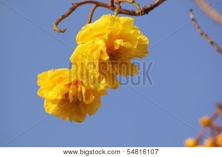 Flower Cochlospermum Regium