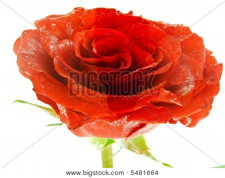 rose in watter
