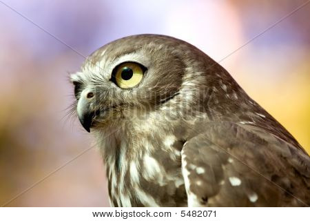 Barking Owl (ninox Connivens)