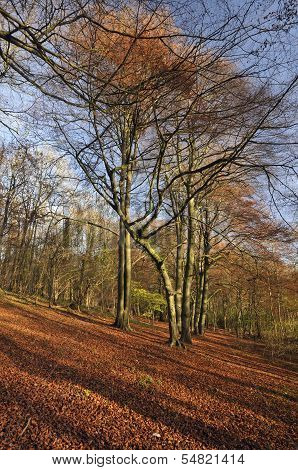 Cotswold Beech Woodland