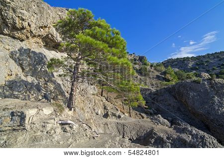 Pine On The Cliff.