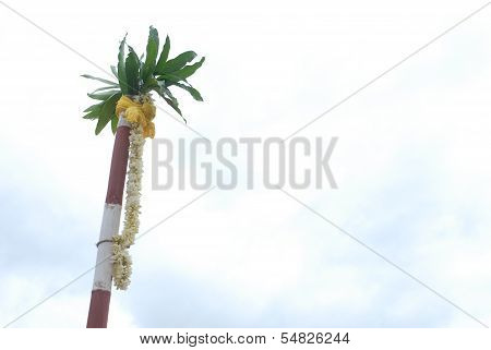 wooden pole with mango leaves