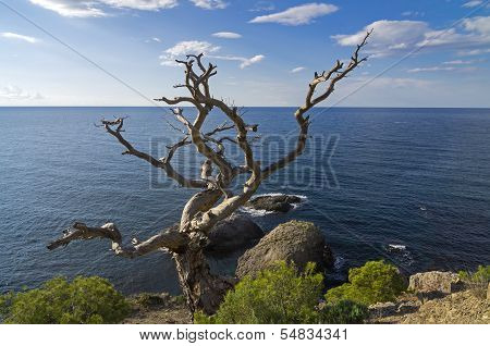 Dead pine On The Cliff Above The Sea.