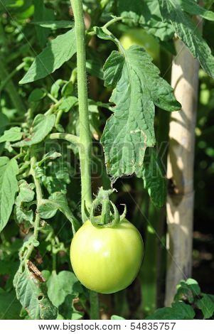 Tomato plant