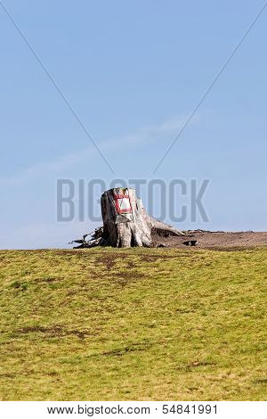 Tree stump