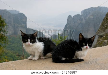 Monastery Cats