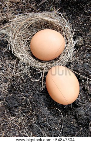 Eggs In Nests Placed On Ground.