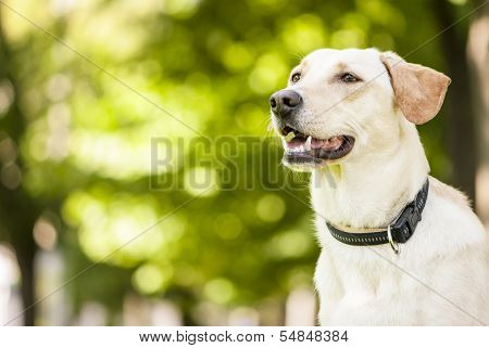 Mixed Breed Dog Outdoor Portrait