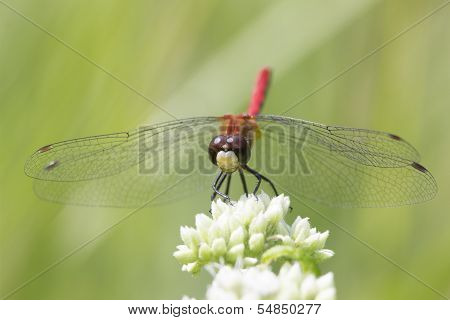 Saffron-winged Meadowhawk On A White Flower