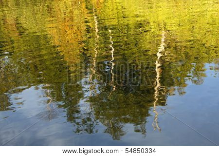 Trees Reflecting In A Lake